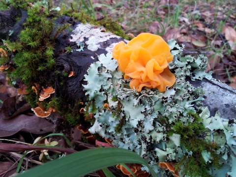 Witches Butter 