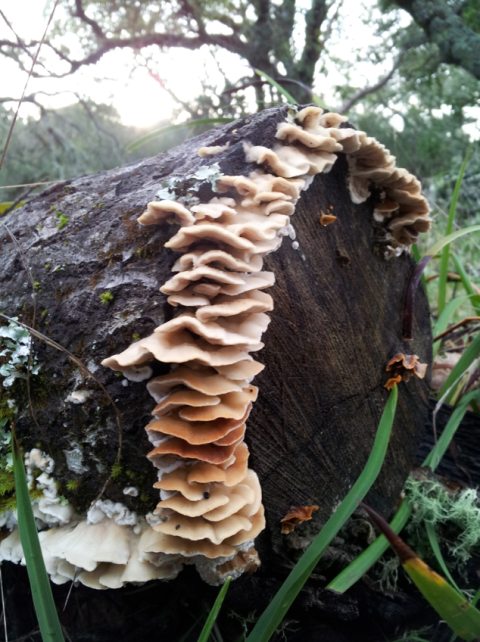 Young Turkey Tails
