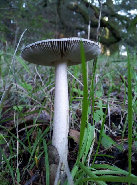 Gills of a mushroom